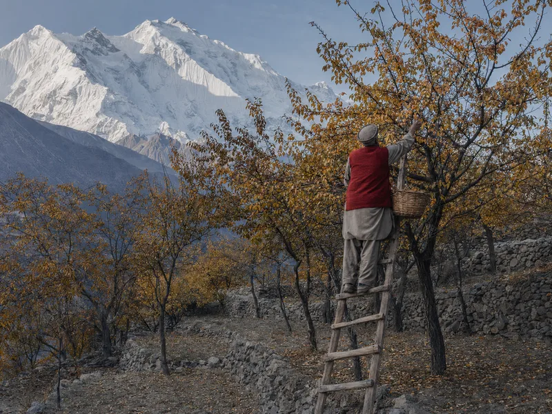 An elderly Hunza man on a wooden ladder picking fruit in an apricot orchard in full autumn gold, Rakaposhi behind.