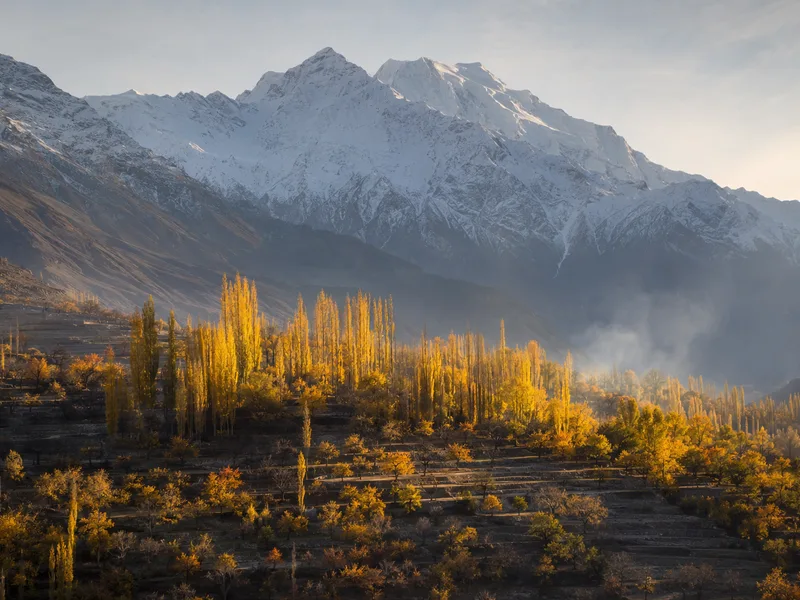 The Hunza valley in peak autumn colour, golden poplars and terraces below a snow wall in late-afternoon light.
