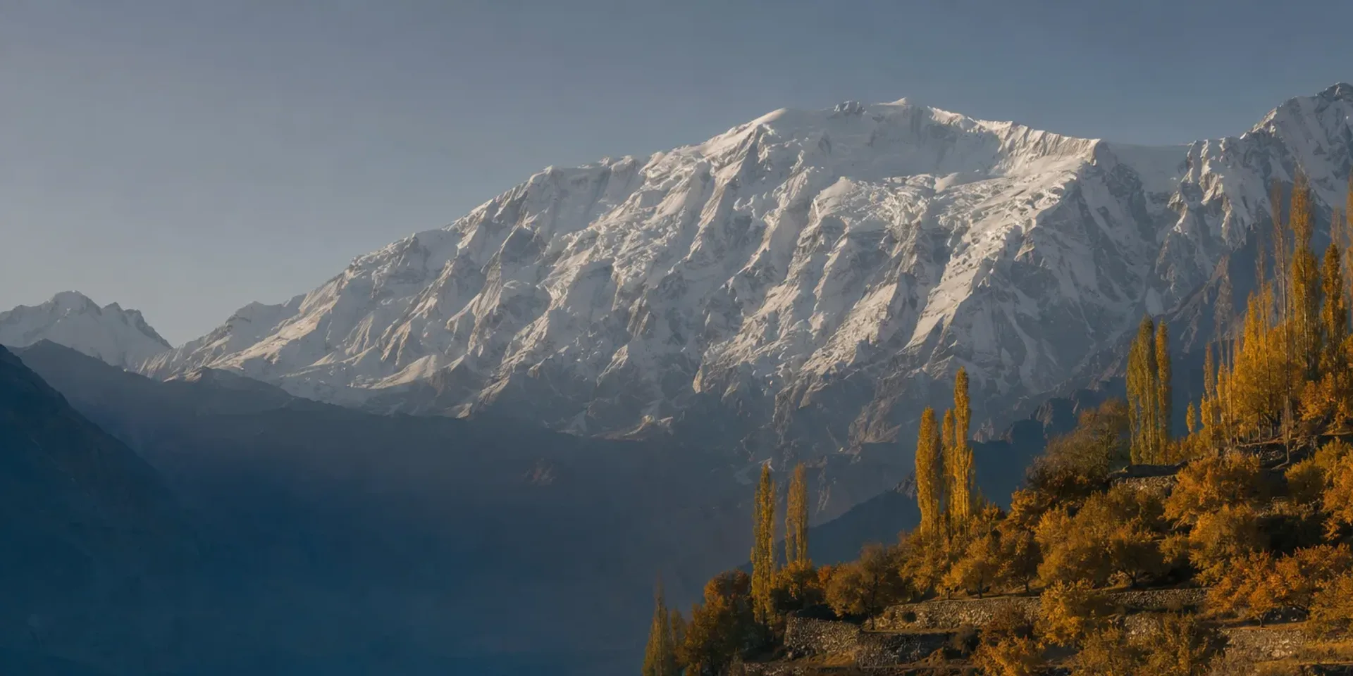 The Hunza valley at the peak of autumn colour, golden poplars and terraces climbing towards the snow wall of Rakaposhi.
